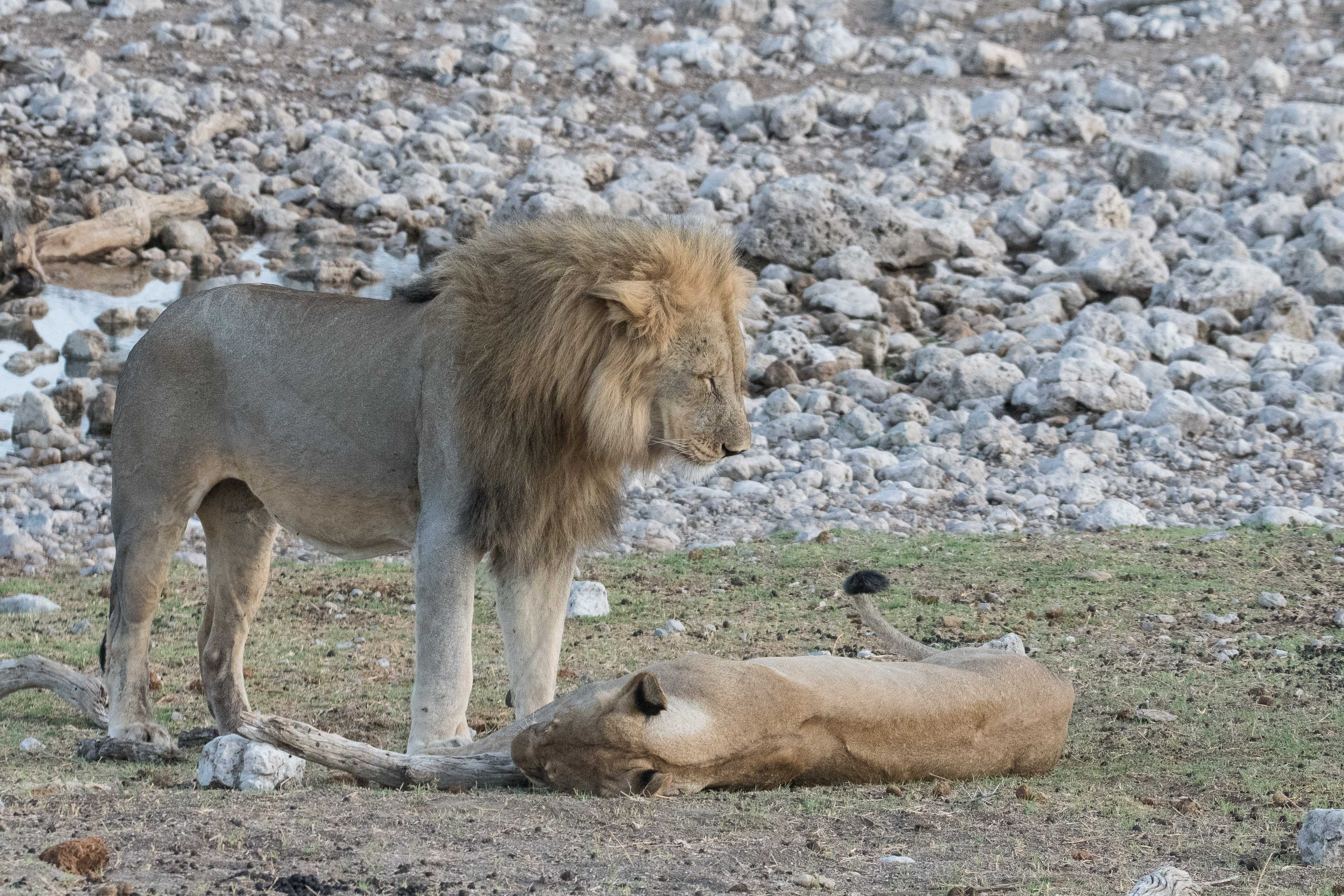 Le lion reste impassible face aux avances de la lionne qui se roule pourtant à ses pieds et fait frétiller le bout de sa queue, probablement pour l'exciter! Namutoni, Etosha, Namibie.